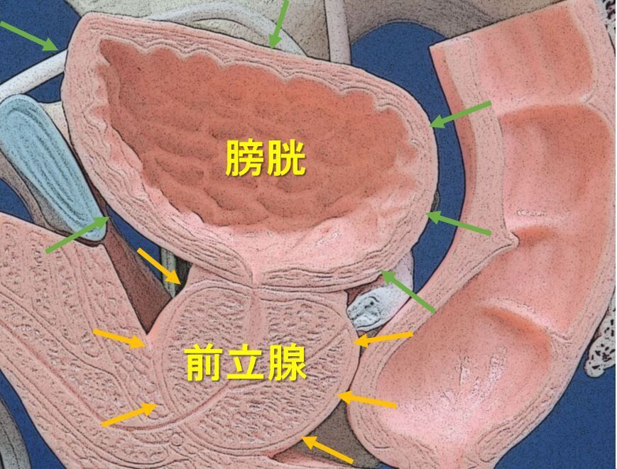 膀胱と前立腺
